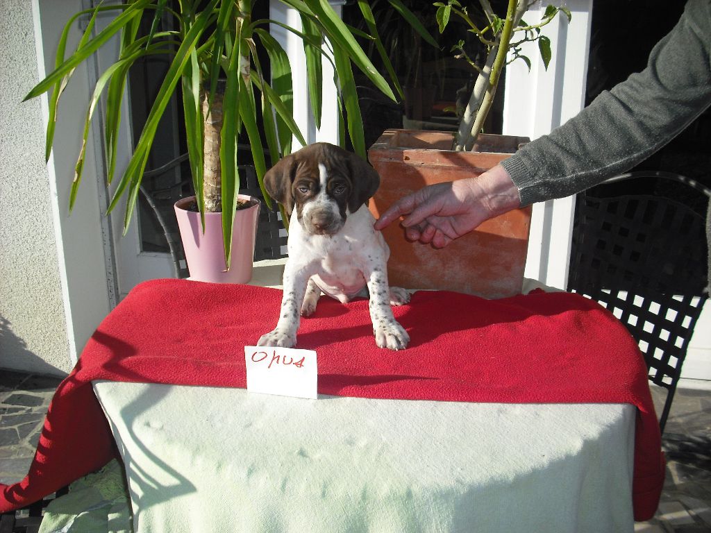 du Pachera du Yout - Chiots disponibles - Braque français, type Pyrenees (petite taille)