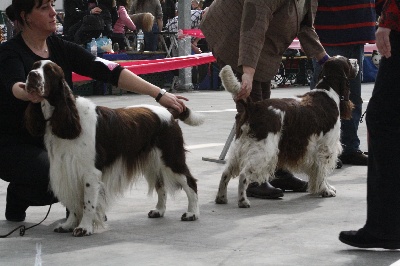 of Artemis´s Instincts - Exposition internationale de Rijnland (NL)