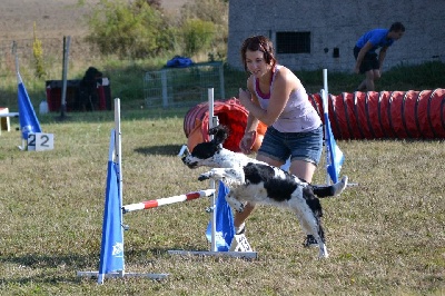 of Artemis´s Instincts - Agility : BER