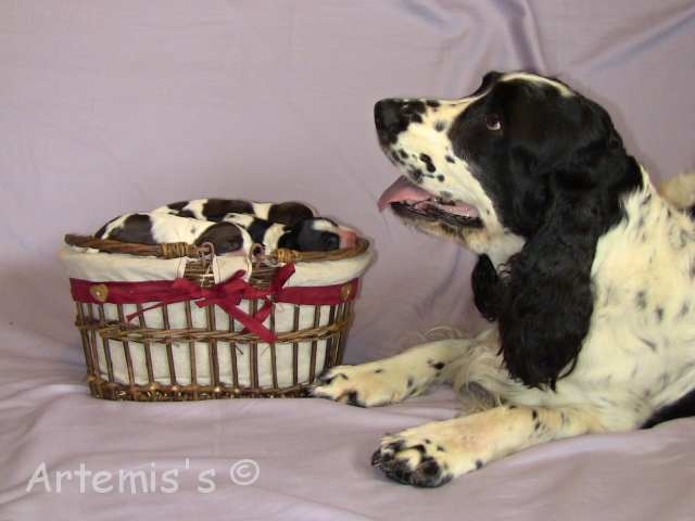 of Artemis´s Instincts - English Springer Spaniel - Portée née le 16/07/2011