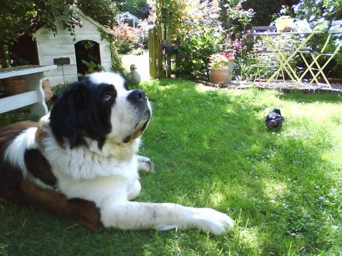 du Domaine du Lys Chantilly - Chien du Saint-Bernard - Portée née le 21/05/2007