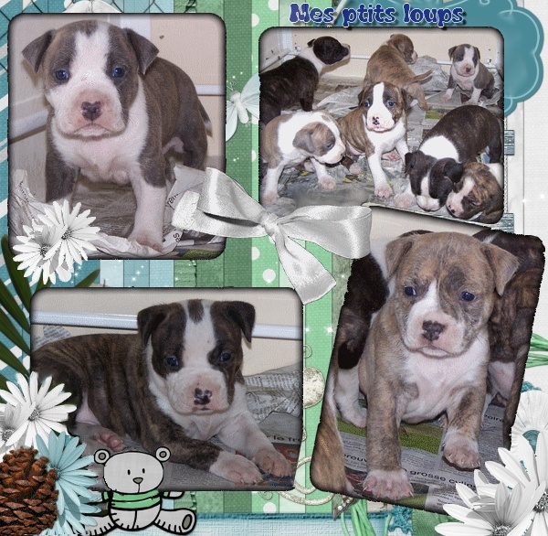 Chiot American Staffordshire Terrier Namétis's Pearls