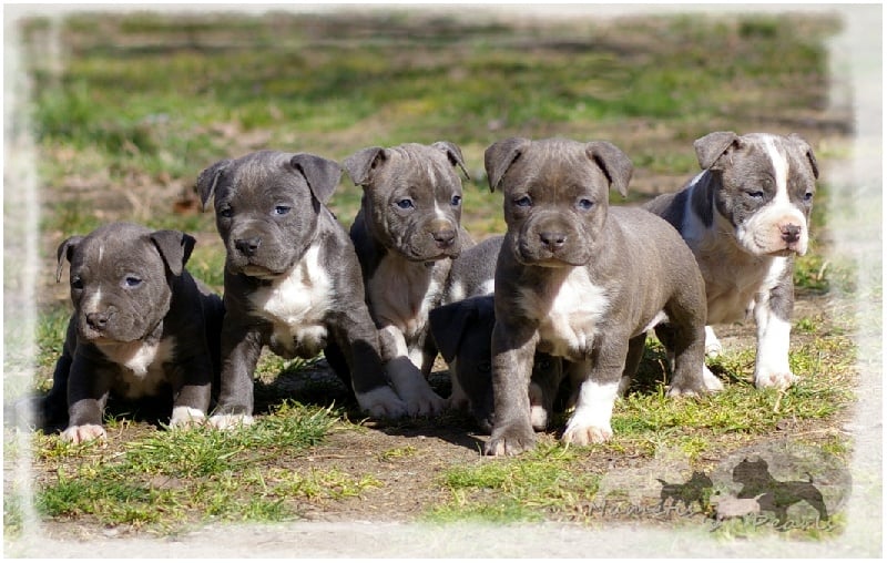 Chiot American Staffordshire Terrier Namétis's Pearls