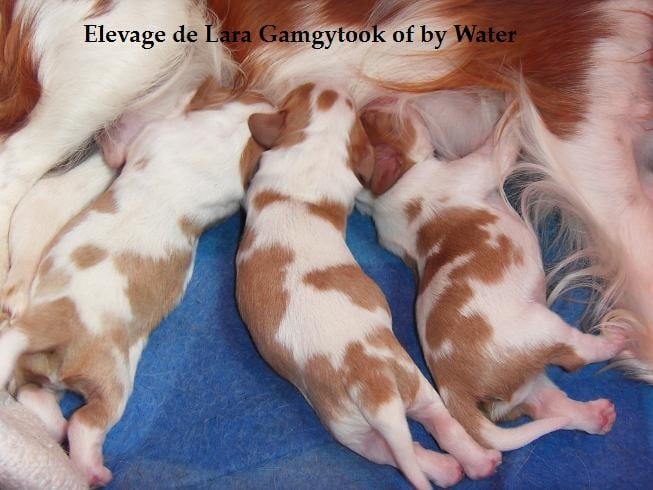 de Lara Gamgytook of by Water - Cavalier King Charles Spaniel - Portée née le 11/08/2010