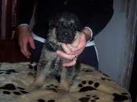 CHIOT