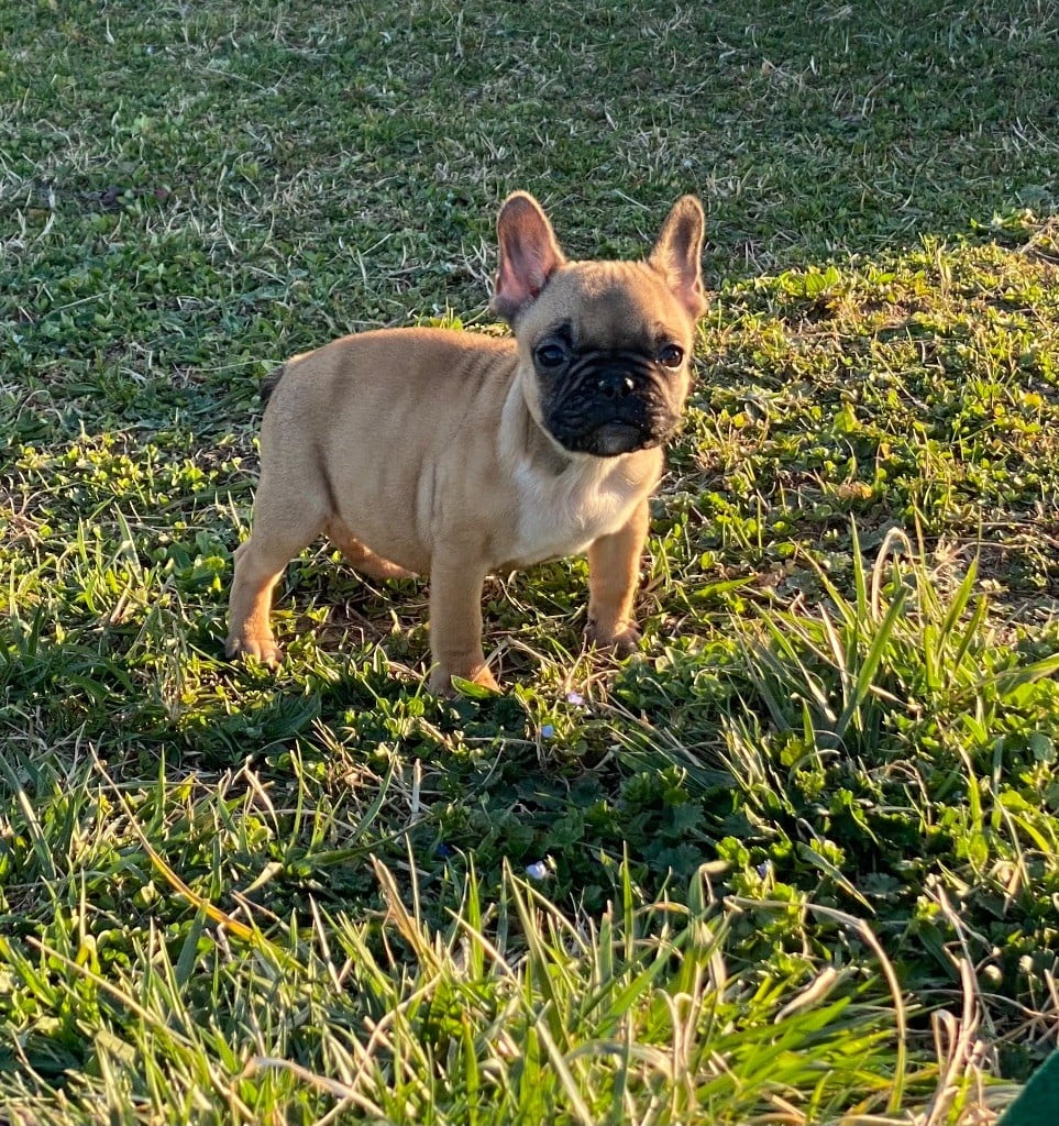 des Princes de Sarvar - Chiots disponibles - Bouledogue français