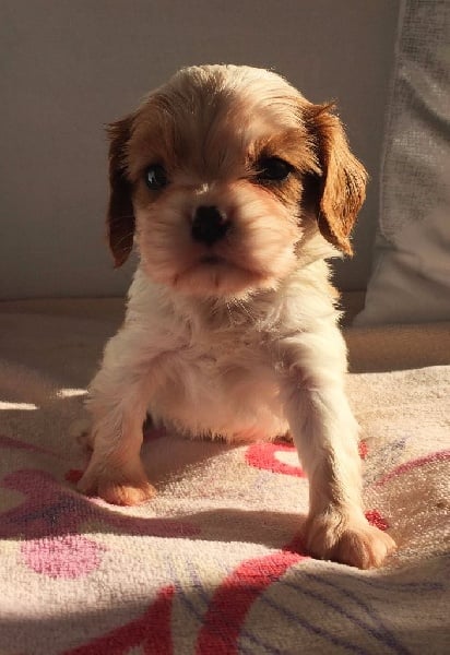 des Princes de Sarvar - Cavalier King Charles Spaniel - Portée née le 16/02/2016