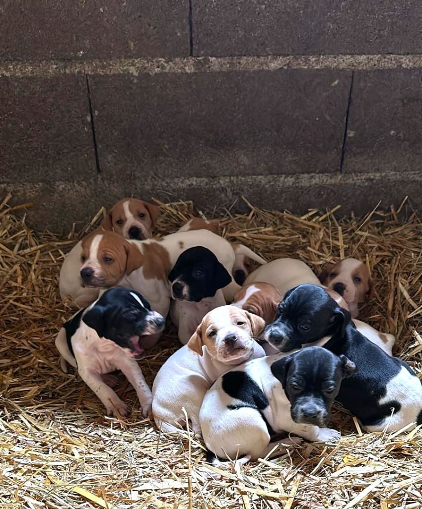 Chiots à réservés