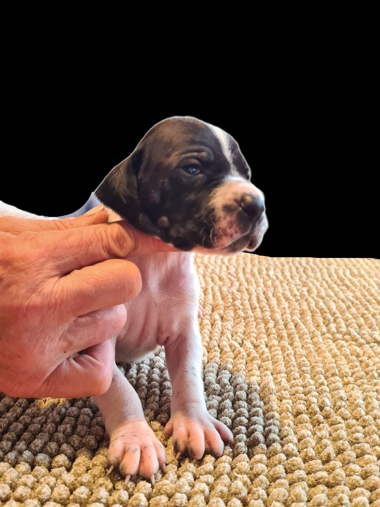 du Clos Noentine - Chiots disponibles - Pointer