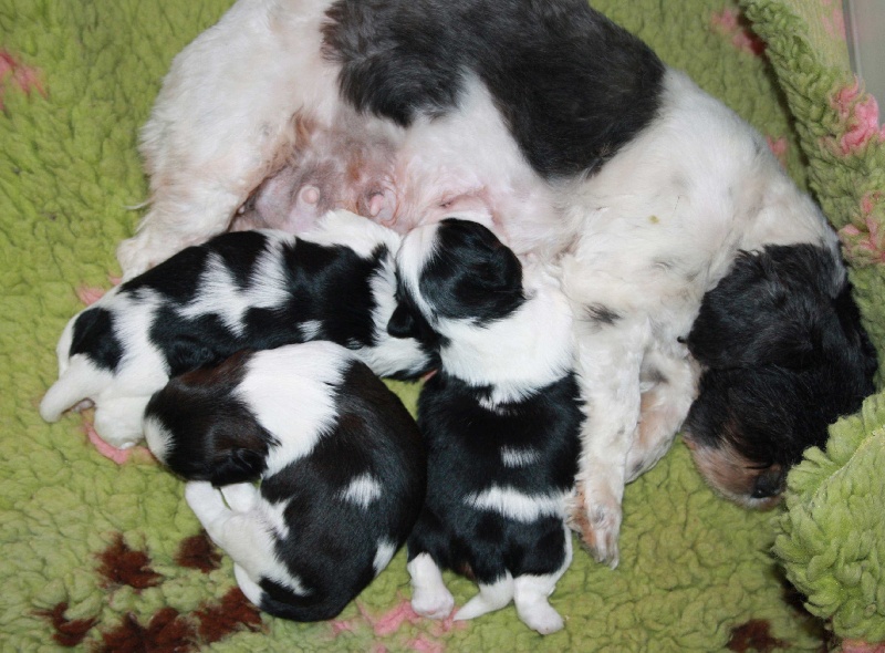 du Clos Noentine - Shih Tzu - Portée née le 29/10/2010