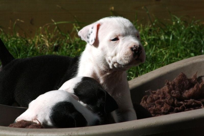 Straight n' Fiery - American Staffordshire Terrier - Portée née le 25/07/2014