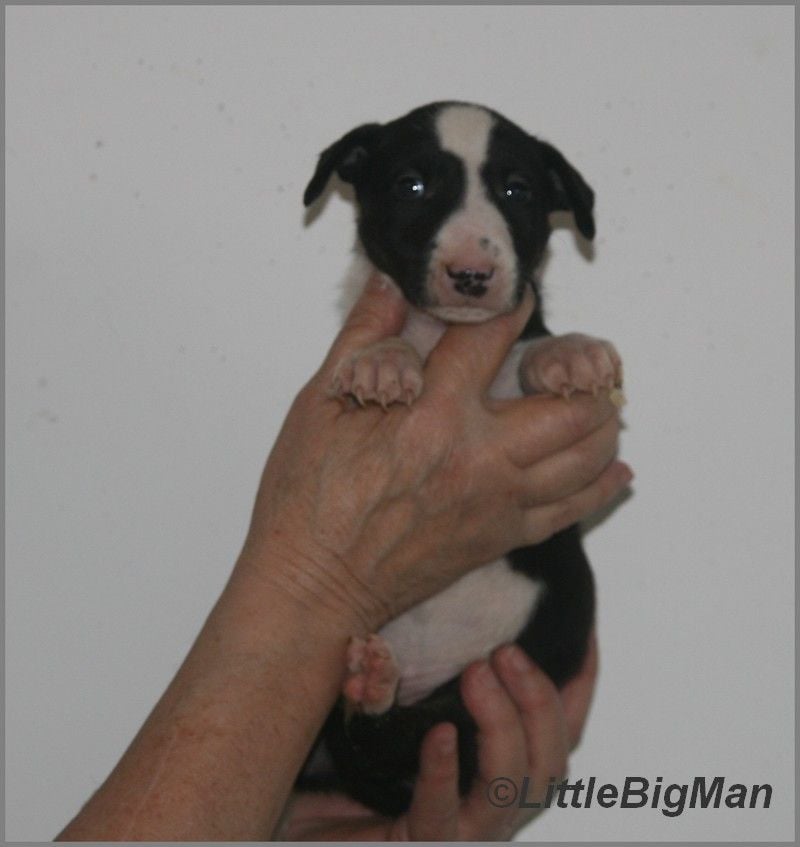 Of the little big man - Chiots disponibles - Bull Terrier