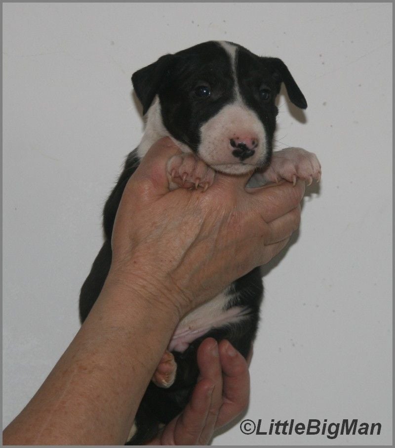 Of the little big man - Chiots disponibles - Bull Terrier