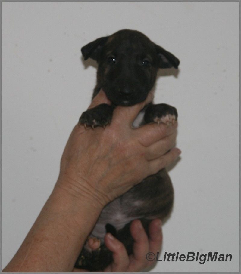 Of the little big man - Chiots disponibles - Bull Terrier