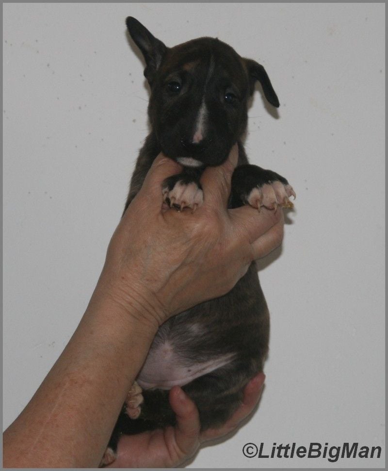 Of the little big man - Chiots disponibles - Bull Terrier