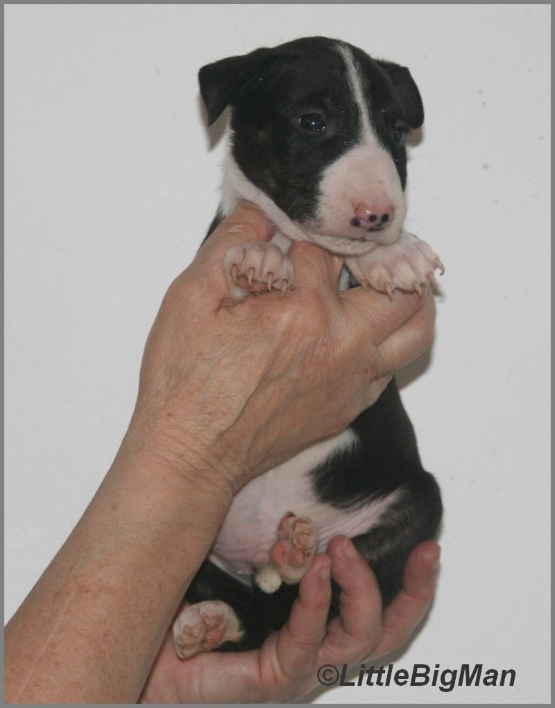 Of the little big man - Chiots disponibles - Bull Terrier