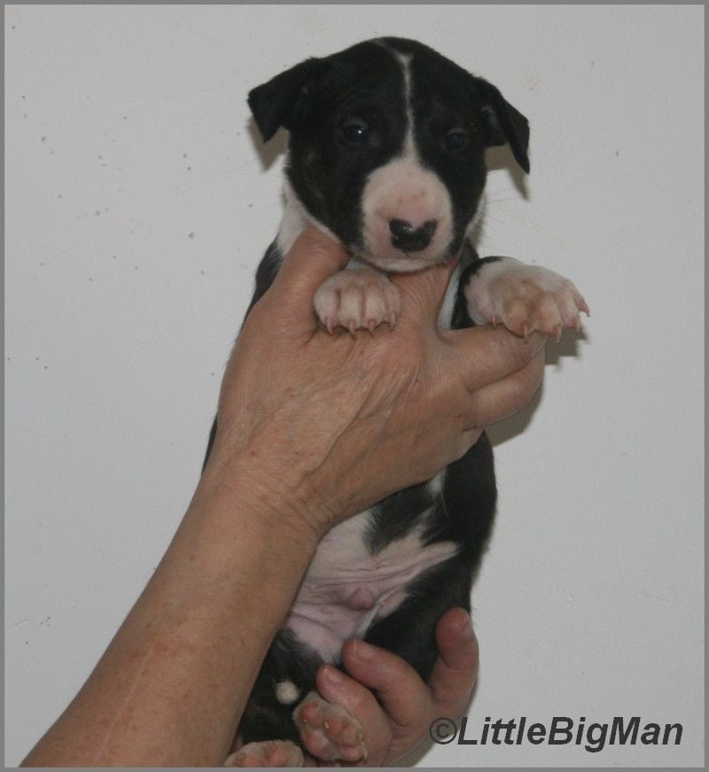 Of the little big man - Chiots disponibles - Bull Terrier