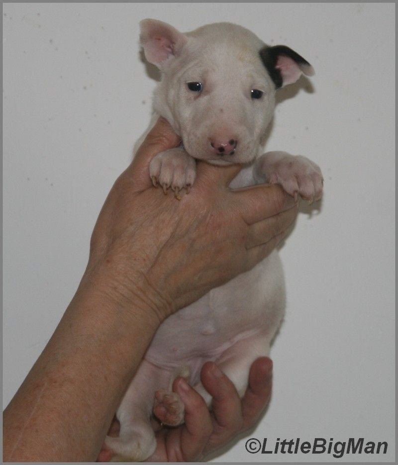 Of the little big man - Chiots disponibles - Bull Terrier