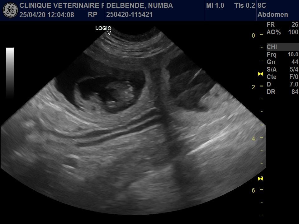 Gestation confirmée