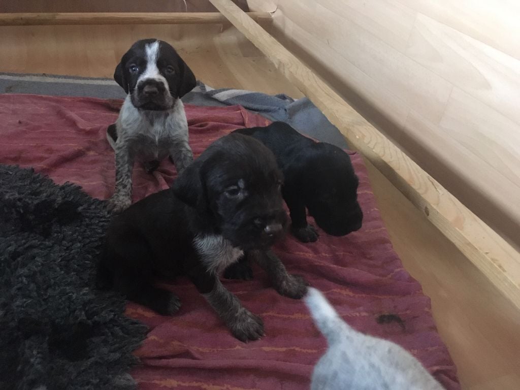 des hauts de Hem - Chiots disponibles - Chien d'arrêt allemand à poil dur