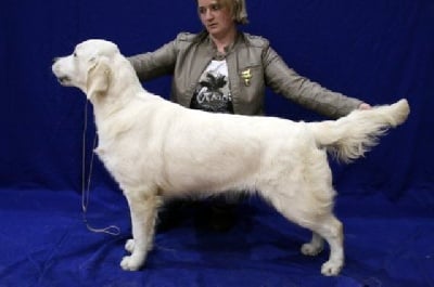 de la Légende de l'Or du Rhin - Crufts 2014