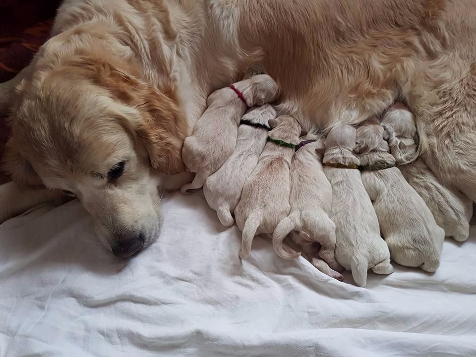 de la Légende de l'Or du Rhin - Golden Retriever - Portée née le 17/11/2017