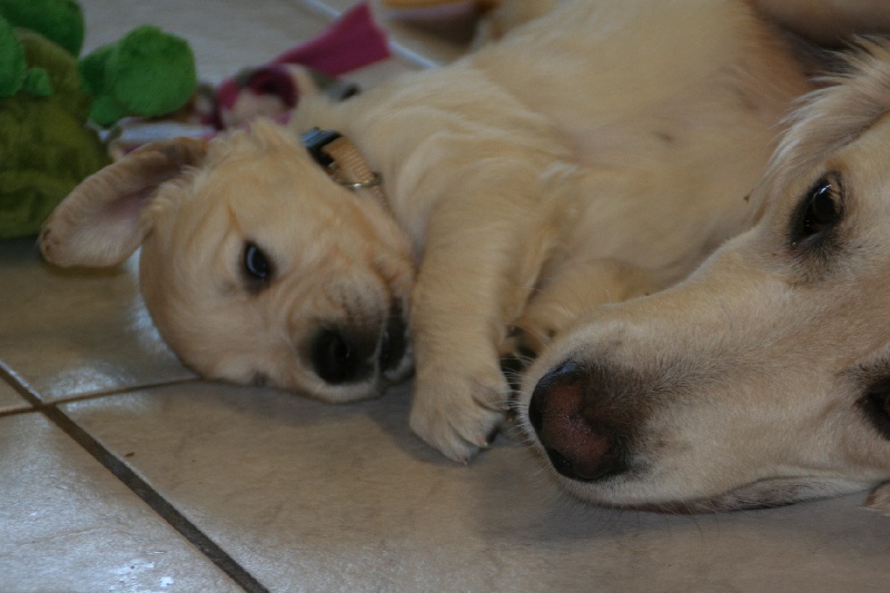 de la Légende de l'Or du Rhin - Golden Retriever - Portée née le 25/10/2011