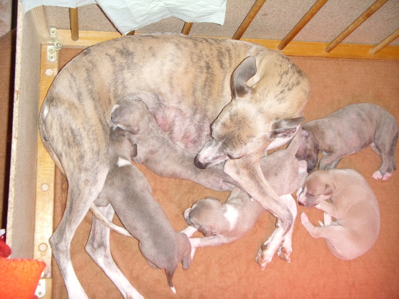 Chiot Whippet du mont d'Hel Faro