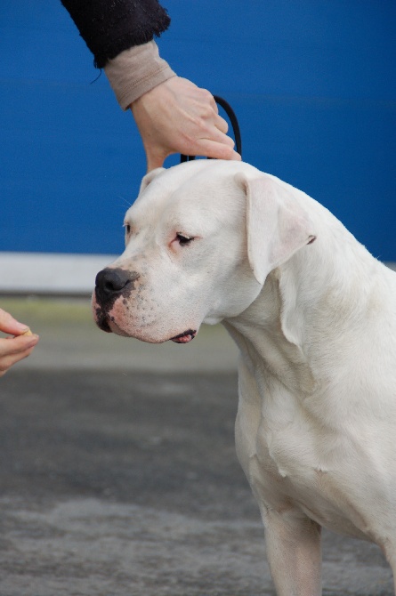 don Dogo de la Bahia Blanca - Flanders Dog Show