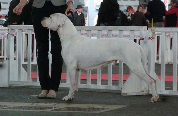 don Dogo de la Bahia Blanca - Championne de France !!!