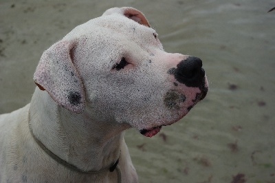 don Dogo de la Bahia Blanca - Expo de Douai