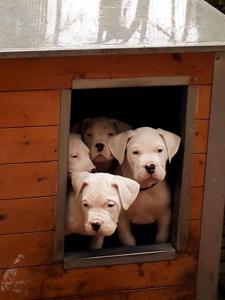 don Dogo de la Bahia Blanca - Dogo Argentino - Portée née le 15/11/2018