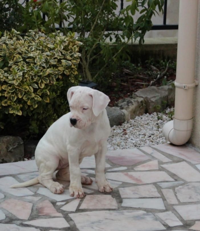 don Dogo de la Bahia Blanca - Chiots disponibles - Dogo Argentino