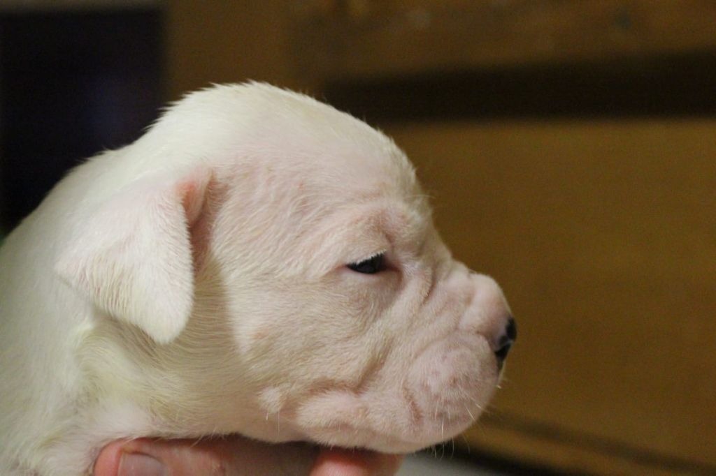 don Dogo de la Bahia Blanca - Dogo Argentino - Portée née le 10/01/2019