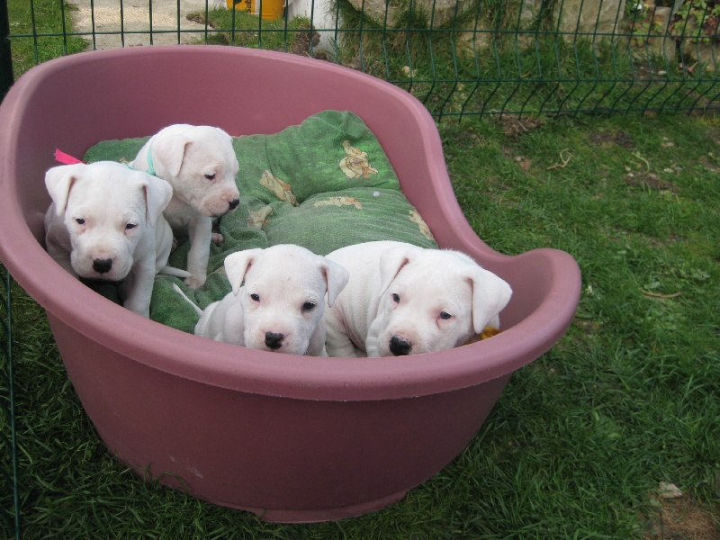 don Dogo de la Bahia Blanca - Dogo Argentino - Portée née le 18/02/2009