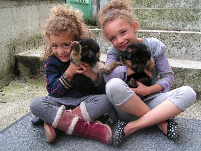 de la Cité d'Emeraude - MAGNIFIQUES CHIOTS BERGER ALLEMAND