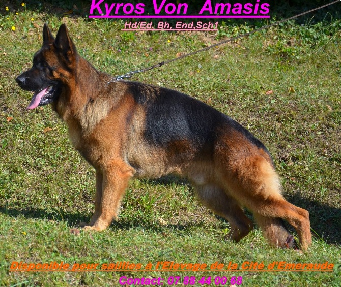 de la Cité d'Emeraude -  Kyros vom Amasis Disponible pour Saillie SCH1 et Kkl1