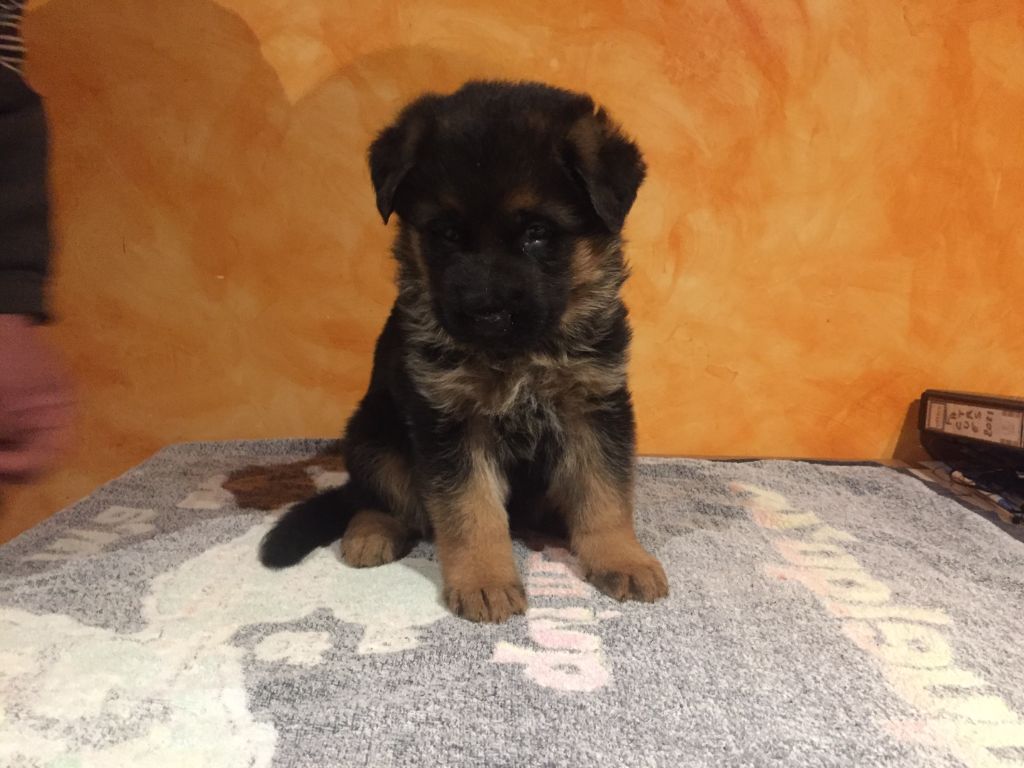 de la Cité d'Emeraude - Chiots disponibles - Berger Allemand