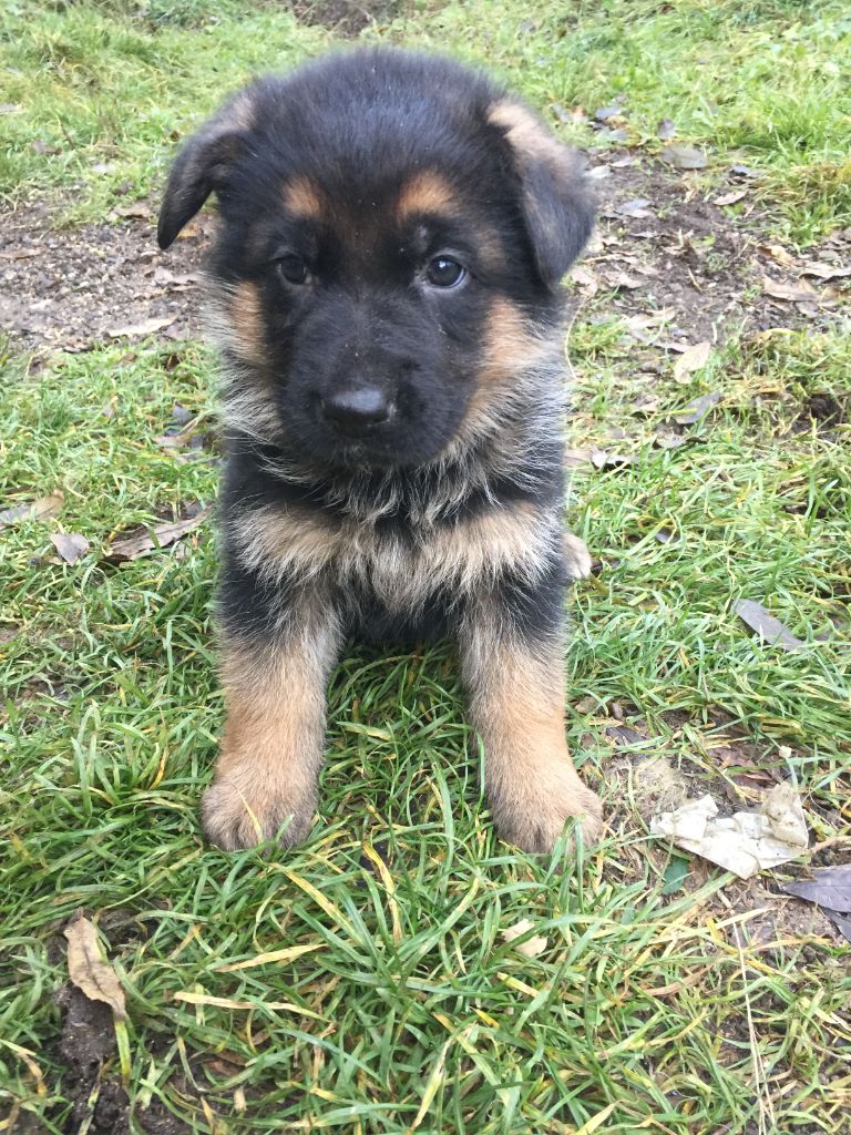 de la Cité d'Emeraude - Chiots disponibles - Berger Allemand