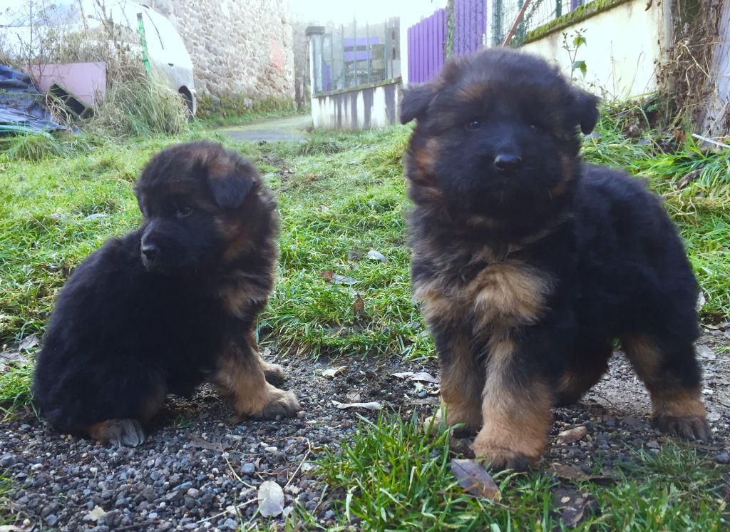 Chiot Berger Allemand de la Cité d'Emeraude