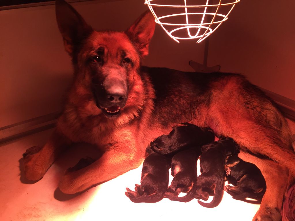 Chiot Berger Allemand de la Cité d'Emeraude