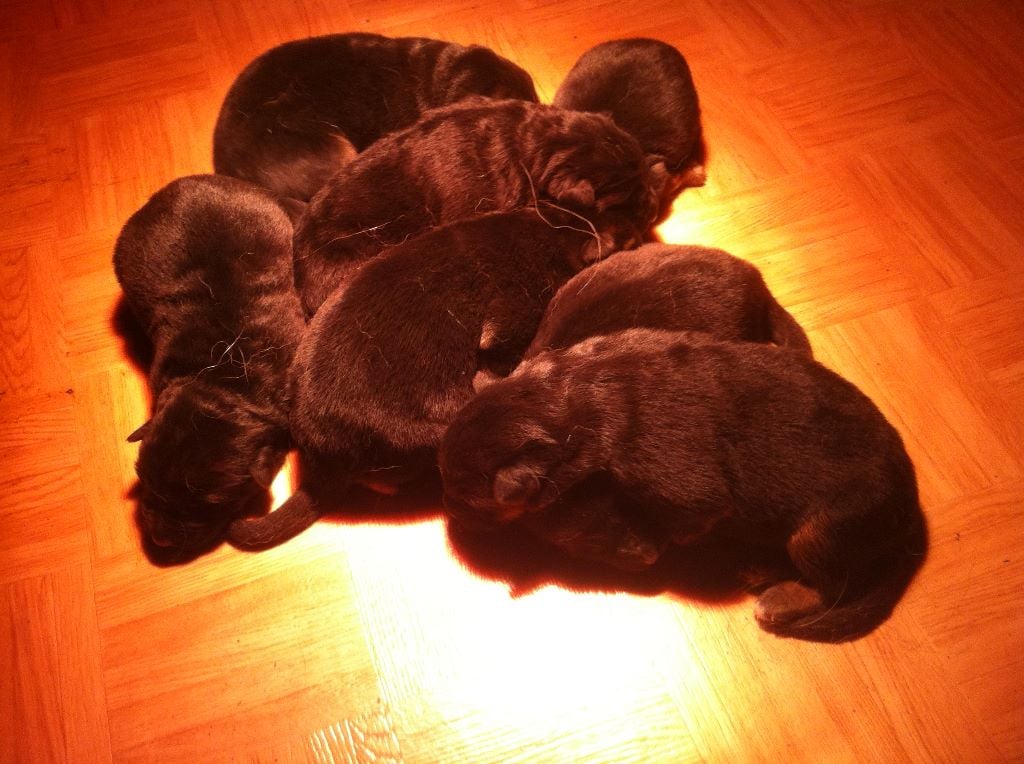 Chiot Berger Allemand de la Cité d'Emeraude