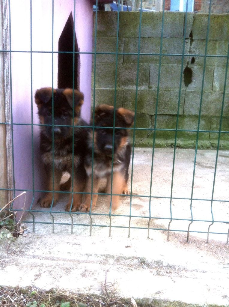 de la Cité d'Emeraude - Chiots disponibles - Berger Allemand