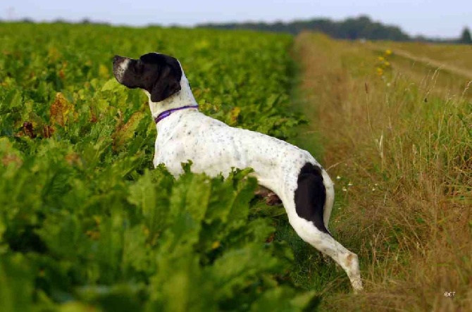 des Hermines d'Armor - Super saison printemps pour FENDER !!!!