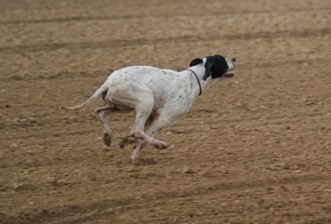 des Hermines d'Armor - CACIT pour FENDER ....