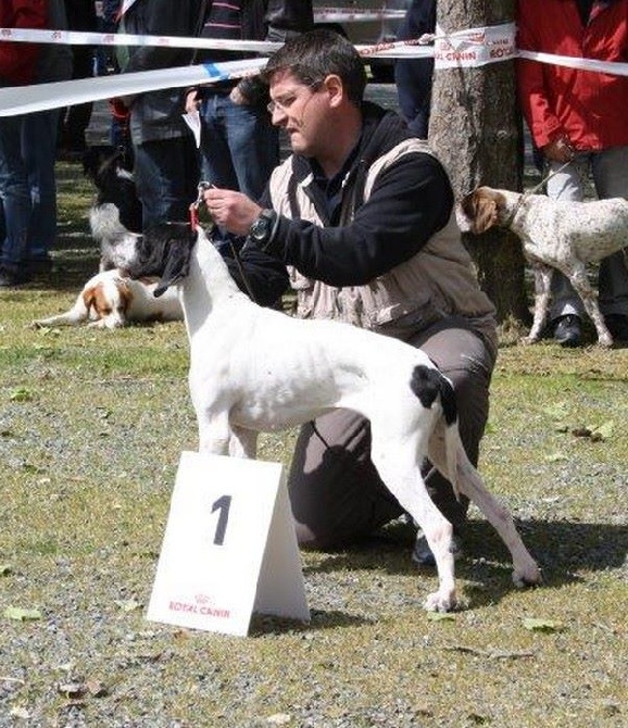 des Hermines d'Armor - RCACIB pour IBIZA à la spéciale pointer de ST BRIEUC