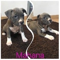 MAHANA BLEUE