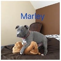 MARLEY BLEU