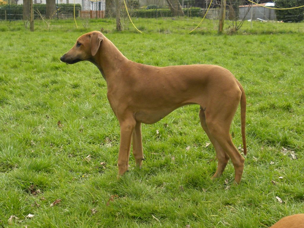 de la dehannaie - Chiots disponibles - Azawakh