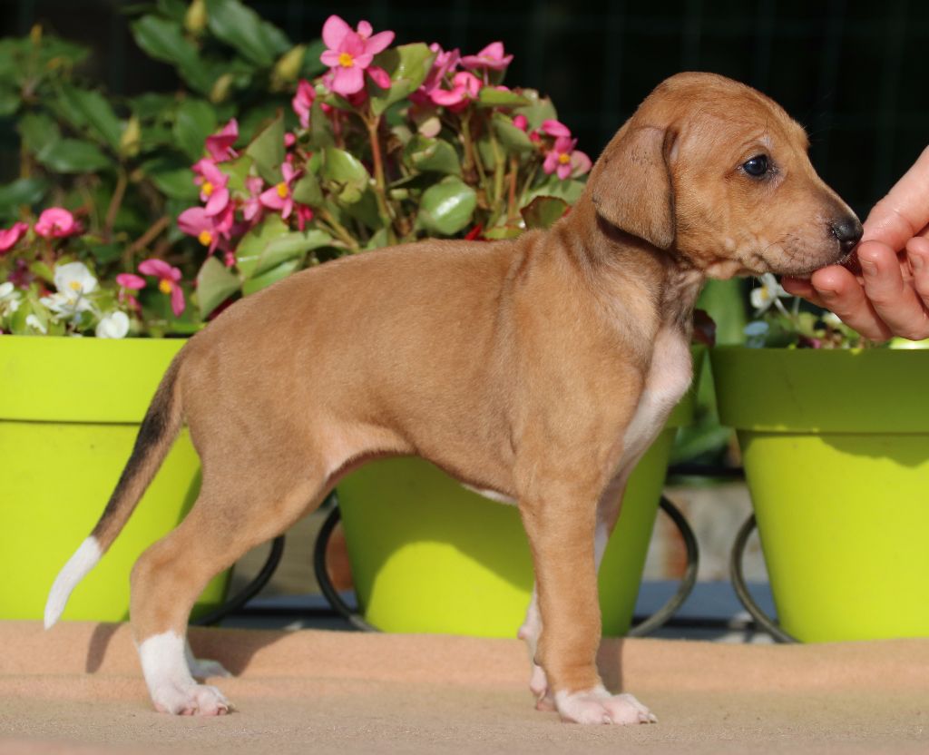 de la dehannaie - Chiots disponibles - Azawakh